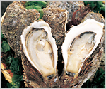 Oysters